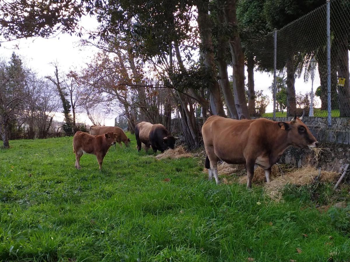 Casa Pepin - Sagasta Rural Oviedo Guest House Exterior photo